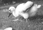 junger Storch